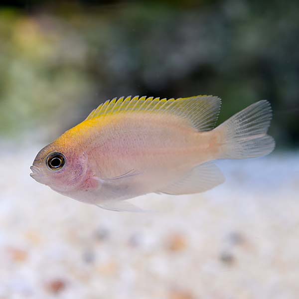Pink Smith Damselfish, Captive-Bred ORA® Pink Smith Damselfish, Captive-Bred ORA®