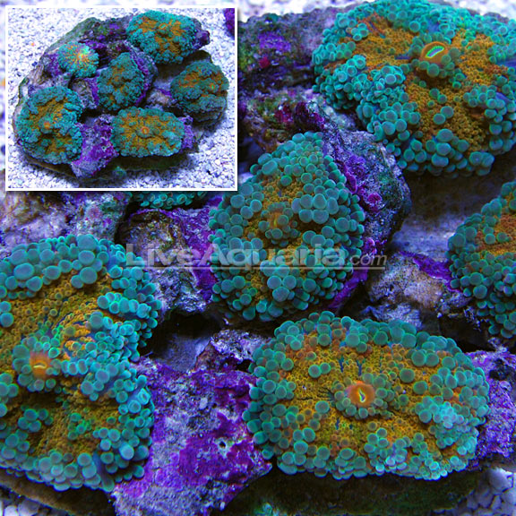 Green and Orange Ricordea Mushroom Coral