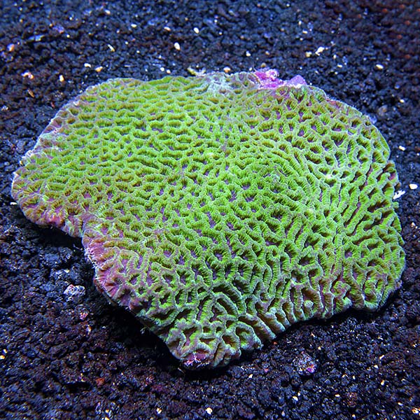 Brain Coral, Favites Saltwater Aquarium Corals for Marine Reef Aquariums