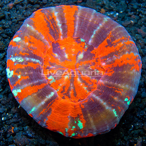 Australian Scolymia Coral , Warpaint