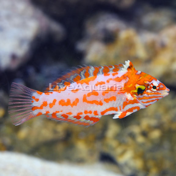 Choat's Red Leopard Wrasse EXPERT ONLY
