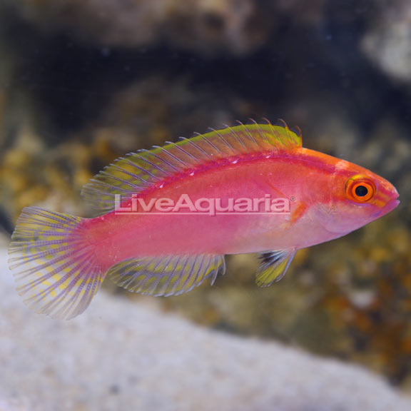 Rose-Band Fairy Wrasse