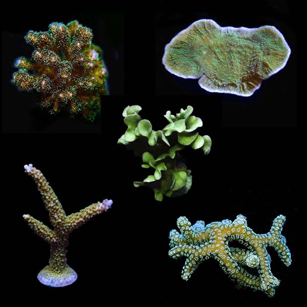 Assorted Beginner Hardy Frag 5 Pack, Aquacultured ORA® Assorted Beginner Hardy Frag 5 Pack, Aquacultured ORA®