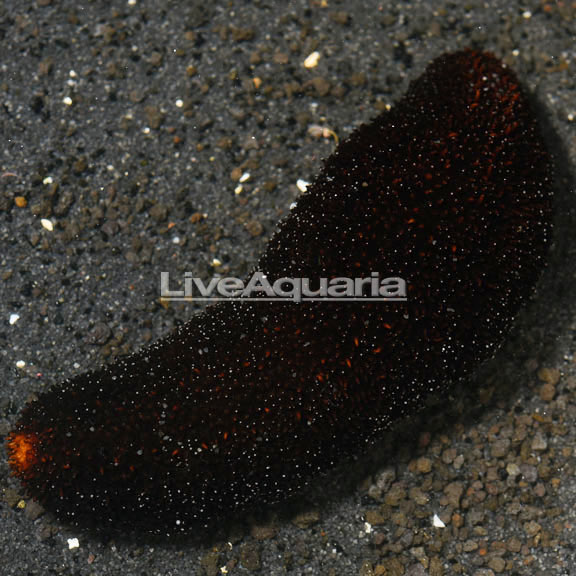 Sea Cucumber, Black EXPERT ONLY
