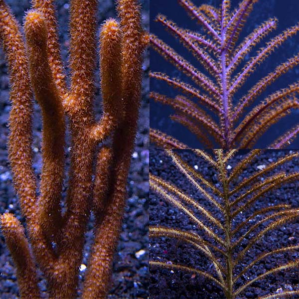 Assorted Sea Fan Variety 3 Pack, Maricultured Assorted Sea Fan Variety 3 Pack, Maricultured