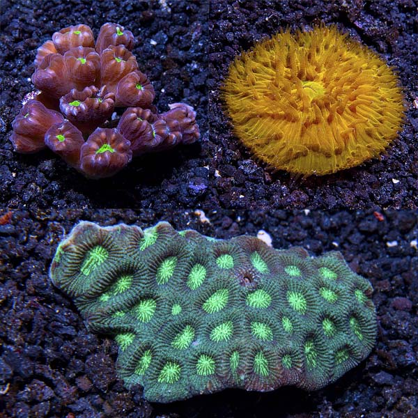 Assorted Tongan LPS Coral 3 Pack Assorted Tongan LPS Coral 3 Pack