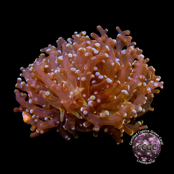 LiveAquaria® CCGC Aquacultured Gold Frogspawn Coral
