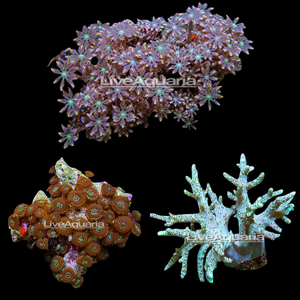 LiveAquaria® Coral Frag 3 Pack, Houdini Edition