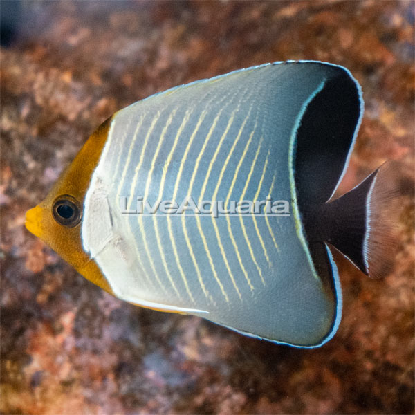 Hooded Butterflyfish EXPERT ONLY