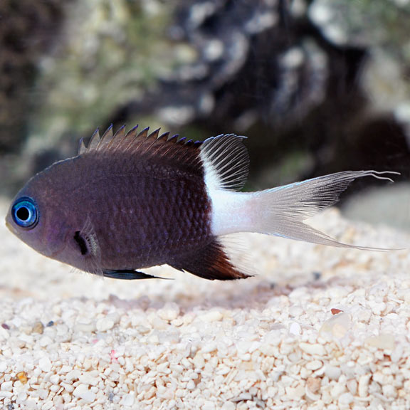 Black & White Chromis Groups of 3 and 6