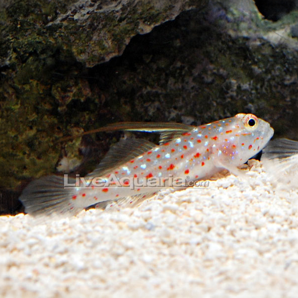 Tangaroa Goby