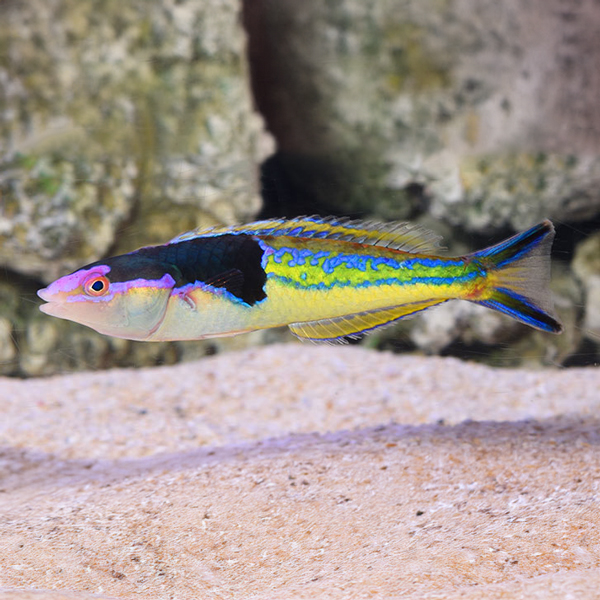 Royal Pencil Wrasse