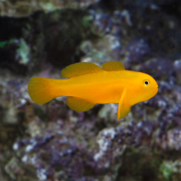 Clown Goby, Yellow Clown Goby, Yellow