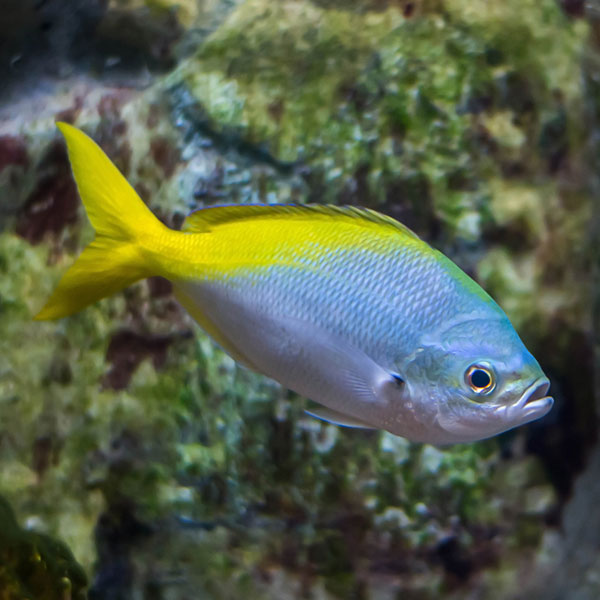 Redbelly Yellowtail Fusilier