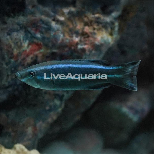 Four Line Cleaner Wrasse