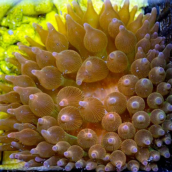 Rose Bubble Tip Anemone 