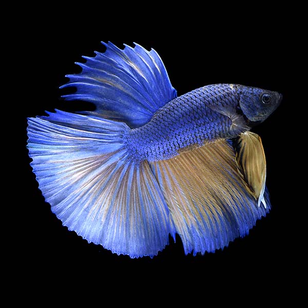 Premium Halfmoon Betta - Male