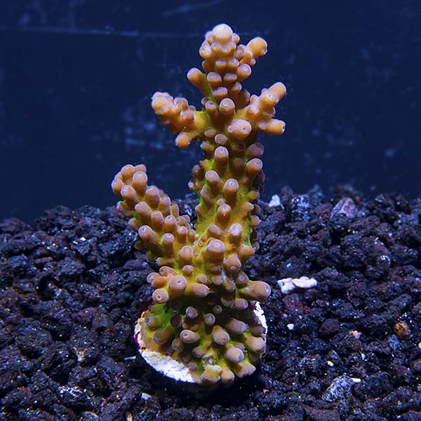ORA® Aquacultured Micronesian Imperial Acropora Coral