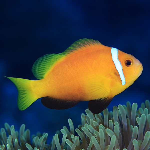 Blackfoot Clownfish Blackfoot Clownfish