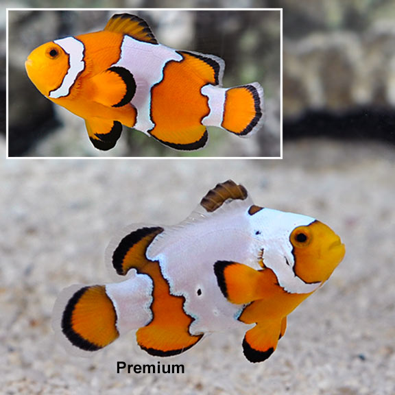 snowflake clownfish, captive-bred ora03