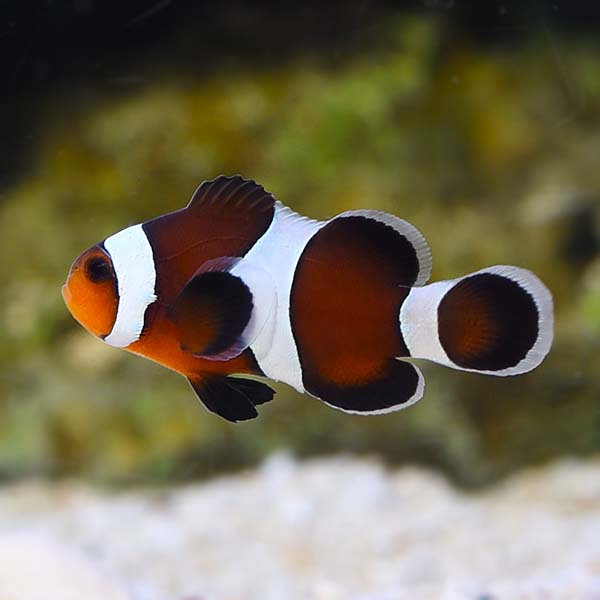 Mocha Ocellaris Clownfish, Captive-Bred