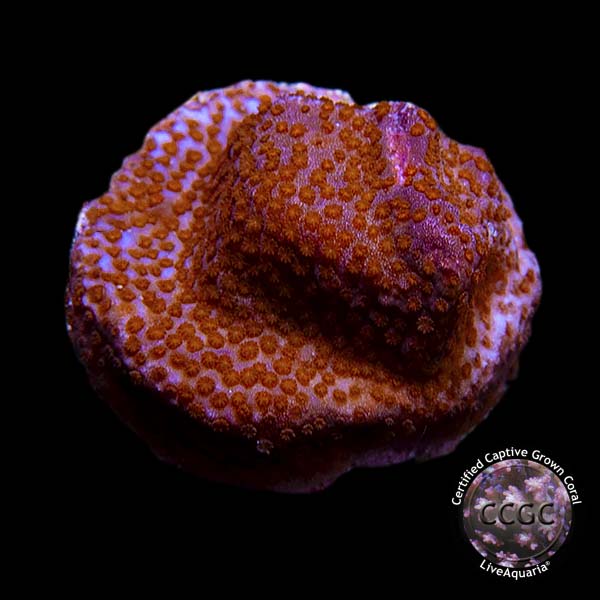 LiveAquaria® CCGC Aquacultured Purple Superman Montipora Coral