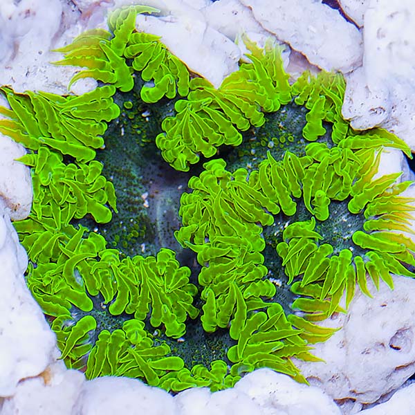 Rock Flower Anemone, Green