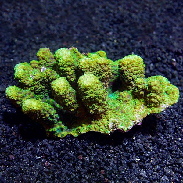 Maldivensis Pavona Coral Maldivensis Pavona Coral