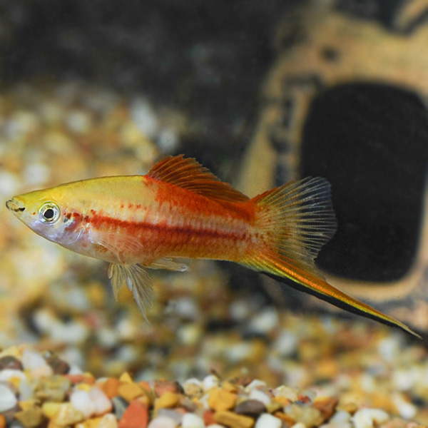 Pineapple Wag Swordtail Group