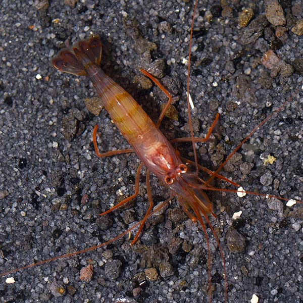 Peppermint Shrimp Group