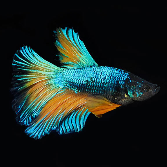 Blue Mustard Betta - Male