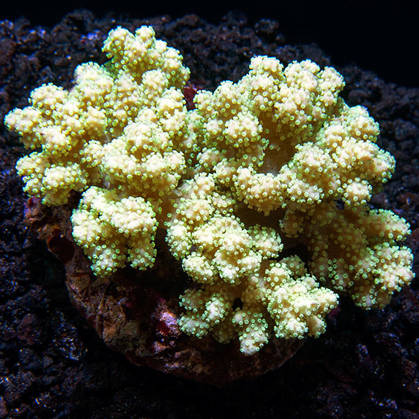 Mushroom Finger Leather Coral