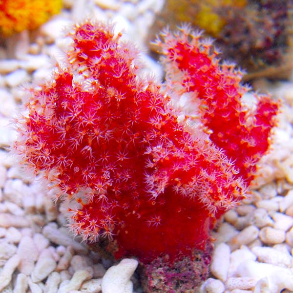 Chili Coral EXPERT ONLY