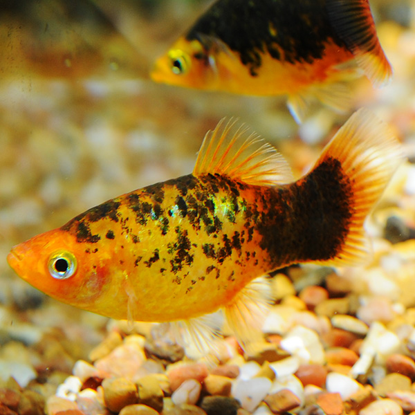 Calico Platy Group Calico Platy Group