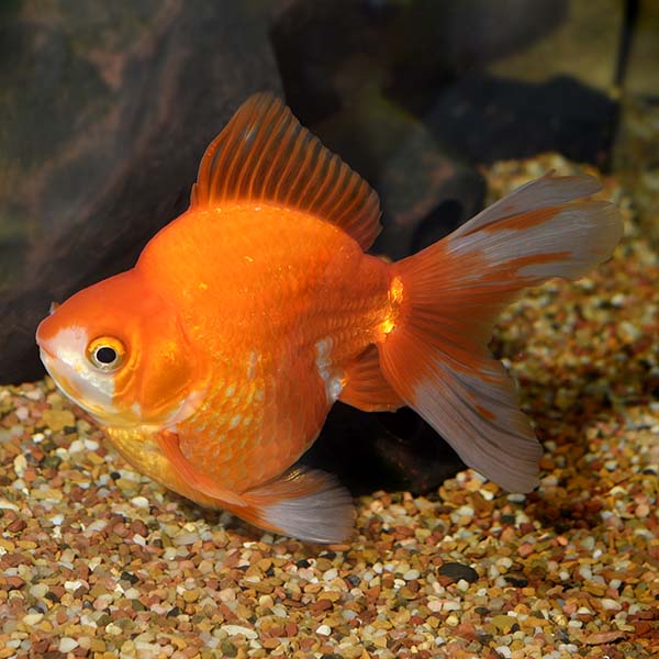 Ryukin Goldfish, Assorted Ryukin Goldfish, Assorted