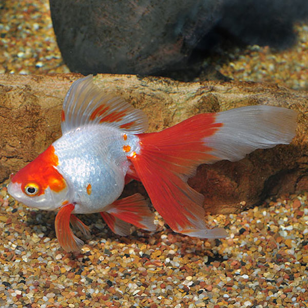 Ryukin Goldfish, Assorted