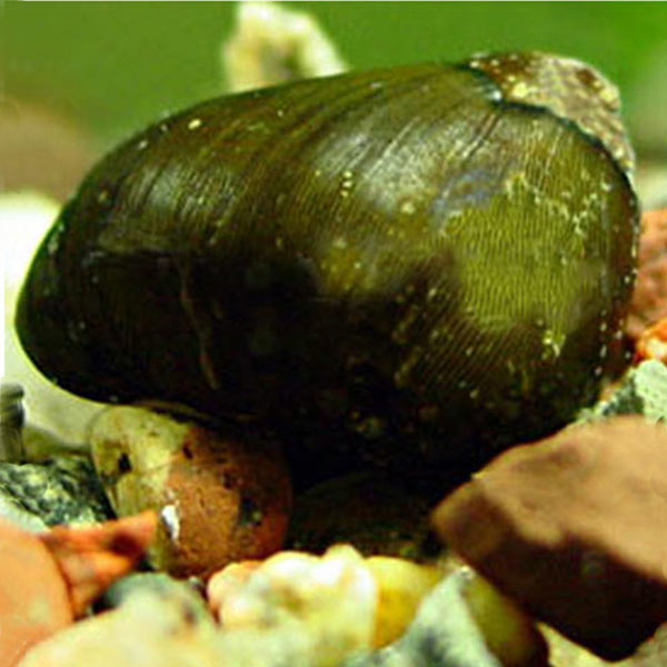 Olive Nerita Snail