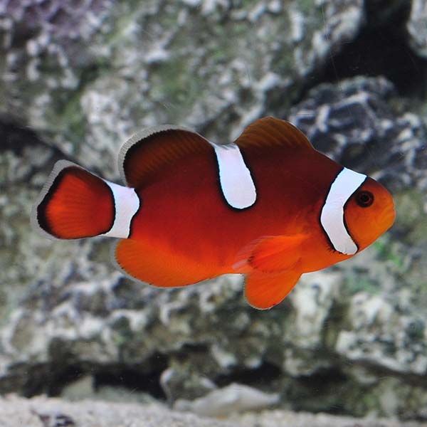 ORA® Captive-Bred Misbar Blood Orange Clownfish