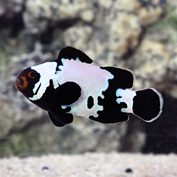 Proaquatix Captive-Bred Premium Black Snowflake Clownfish