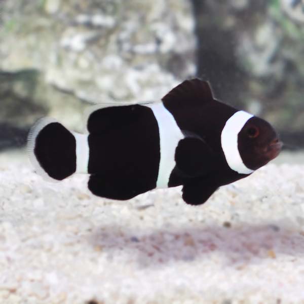 Proaquatix Captive-Bred Black & White Ocellaris Clownfish