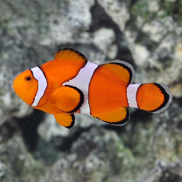 Captive-Bred Ocellaris Clownfish