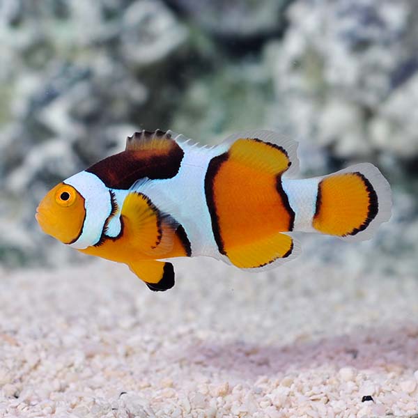  Captive-Bred Percula Clownfish