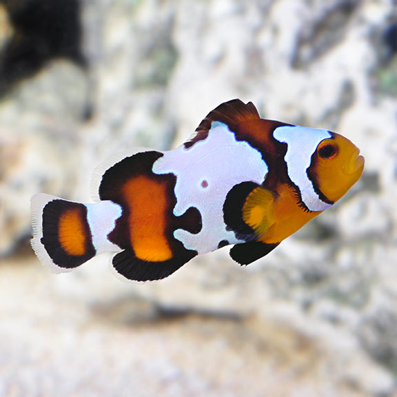 Proaquatix Captive-Bred Black Ice Clownfish