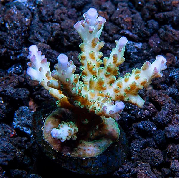 ORA® Aquacultured Pearlberry Acropora Coral