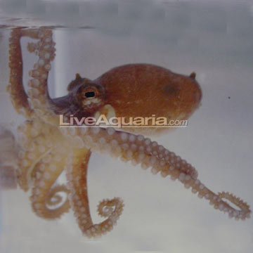 Octopus - Assorted EXPERT ONLY