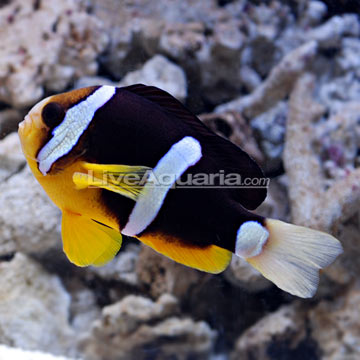 Clarkii Clownfish 