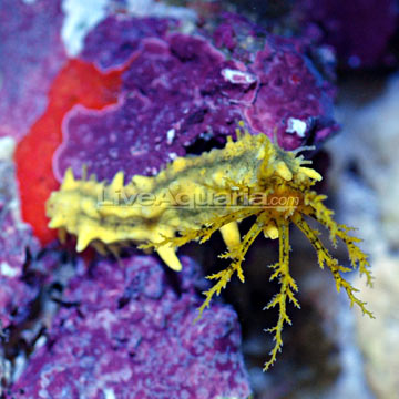 Sea Cucumber, Yellow EXPERT ONLY