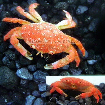 Strawberry Crab (Red Boxing Crab): Saltwater Aquarium Fish