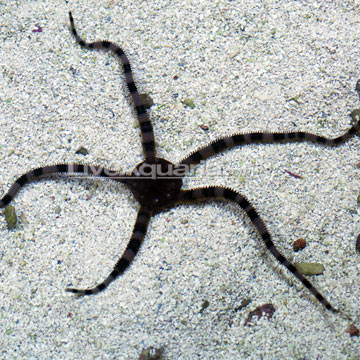 Serpent Sea Star, Fancy Tiger Striped