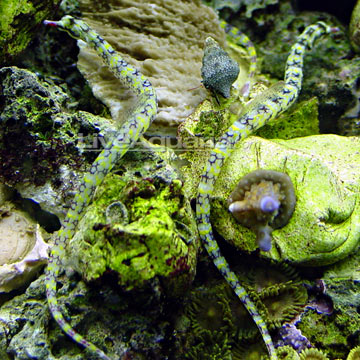 Dragonface Pipefish